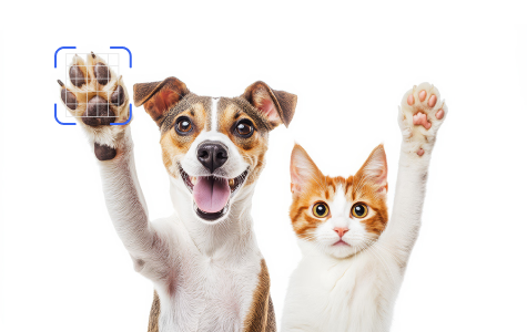Pets